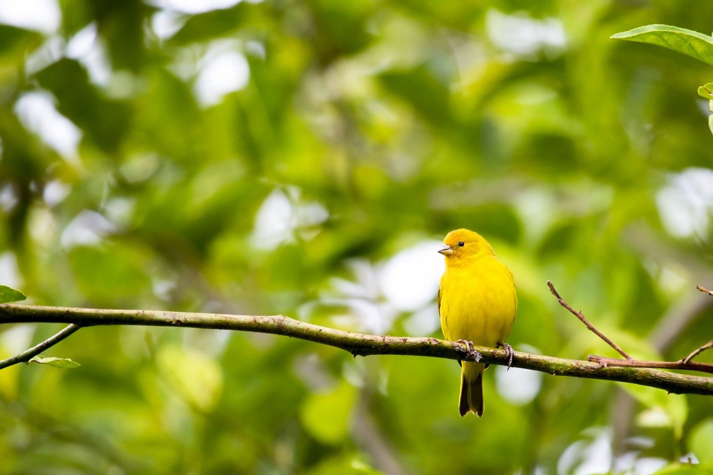 Cryptocurrency: The Canary in the Coal Mine